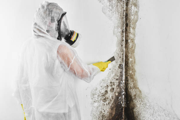 Best Certified Mold Removal  in Daleville, IN