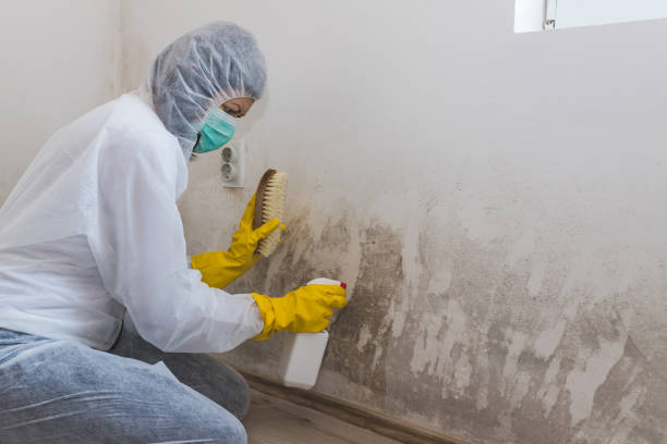 Best Residential Mold Removal  in Daleville, IN