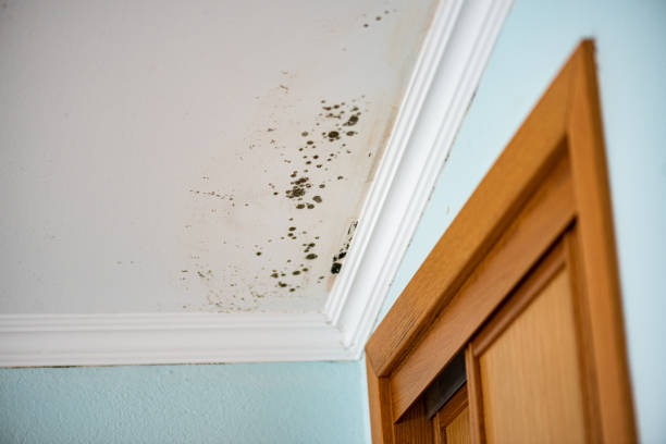 Best Toxic Mold Removal  in Daleville, IN