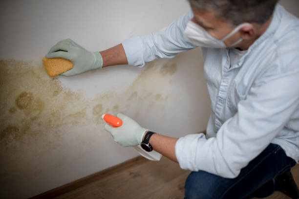 Best Mold Inspection  in Daleville, IN