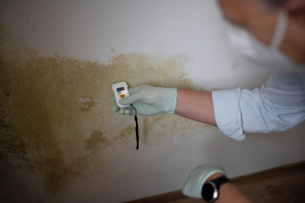 Best Home Mold Removal  in Daleville, IN
