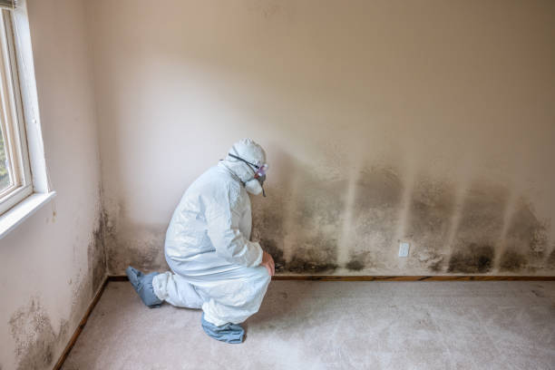 Best Certified Mold Removal  in Daleville, IN