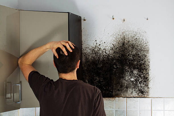 Best Same-Day Mold Removal  in Daleville, IN