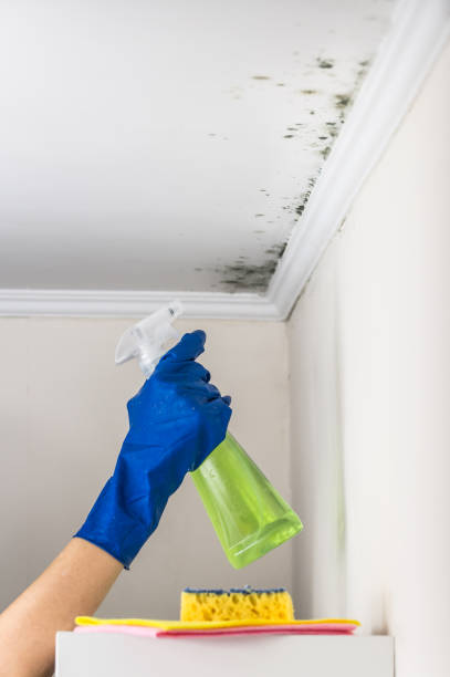 Best Best Mold Removal Companies  in Daleville, IN