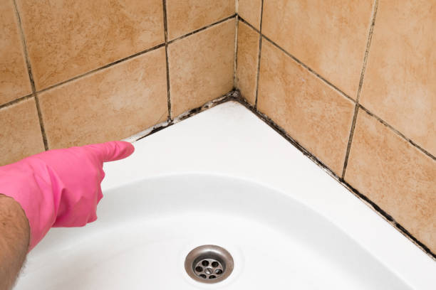 Best Commercial Mold Removal  in Daleville, IN